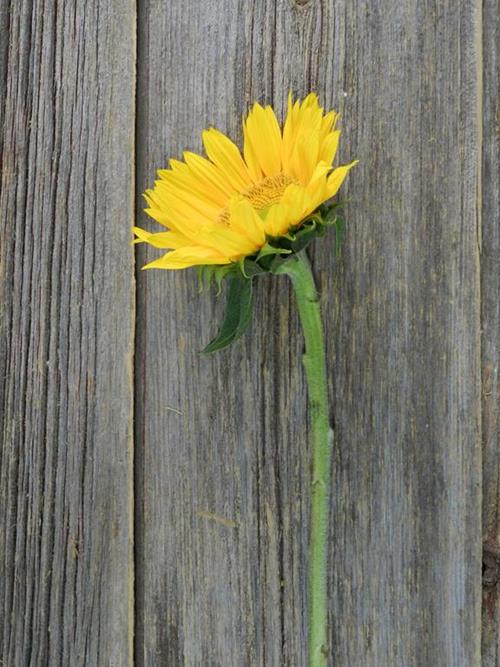 SUNBEAM  YELLOW SUNFLOWERS